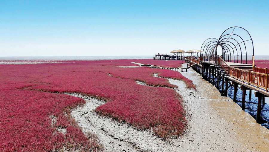 红海洋是种叫碱蓬草的植物，生长在土质盐碱含量高的渤海湾（辽宁省盘锦市）.jpg